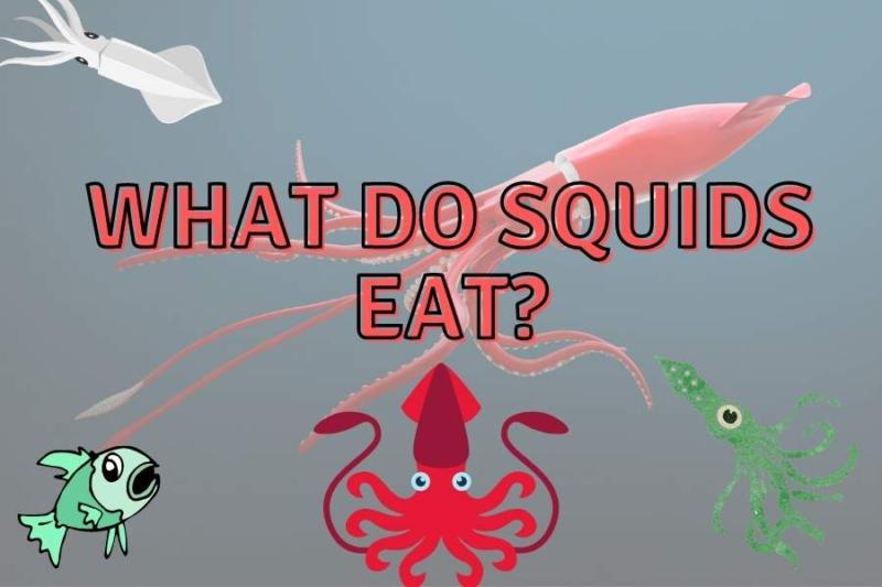 What Do Squids Eat? (All Foods Listed!)