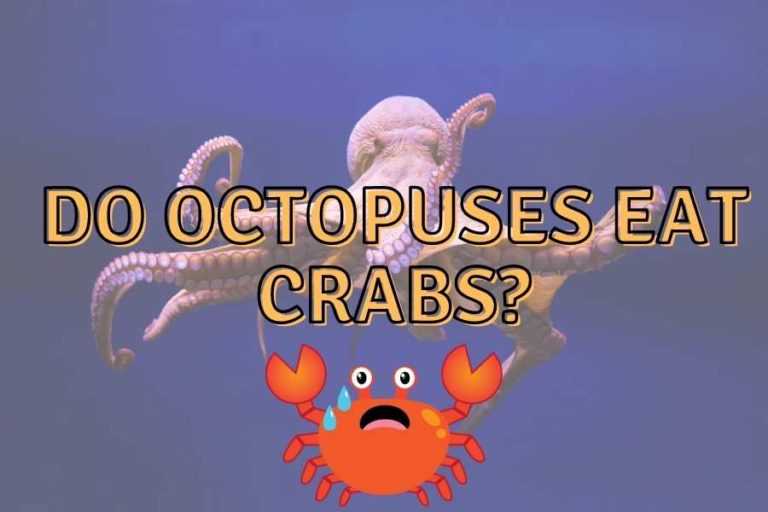 Do Octopuses Eat Crabs? (Know the facts!) Outlife Expert