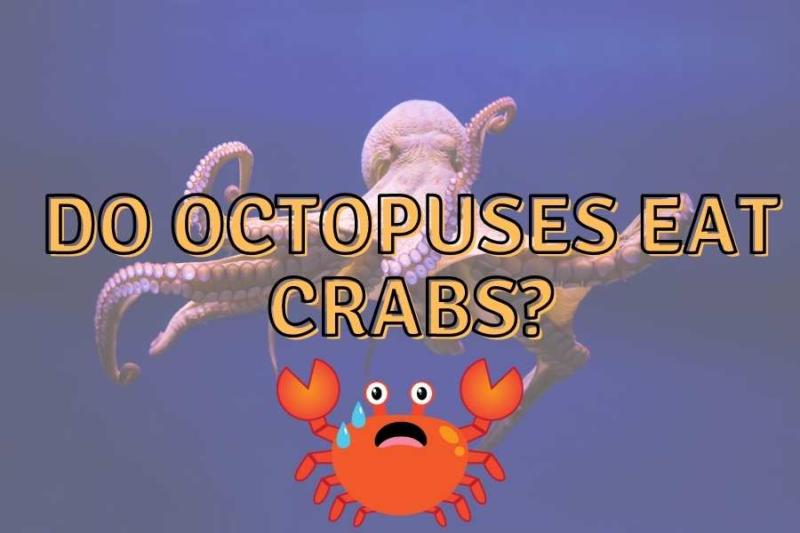 Do Octopuses Eat Crabs? (Know the facts!)