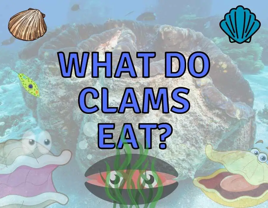 What Do Clams Eat? (All Questions Answered!)
