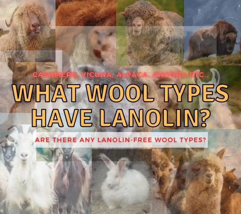 Do All Wool Types Have Lanolin? (Are any lanolin-free?)