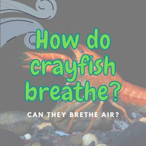 How do Crayfish Breathe? (Do They Need Water to Breathe?)