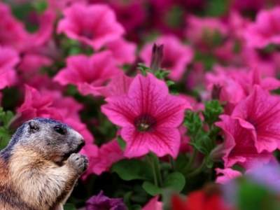 Do Groundhogs Eat Flowers? (9 Ways to Prevent It!) – Outlife Expert