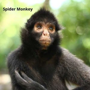 Types of Monkeys And Apes! (30+ Species, Diet and Habitat) – Outlife Expert