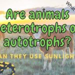 Are Animals Autotrophs or Heterotrophs (Can They Be Both?)