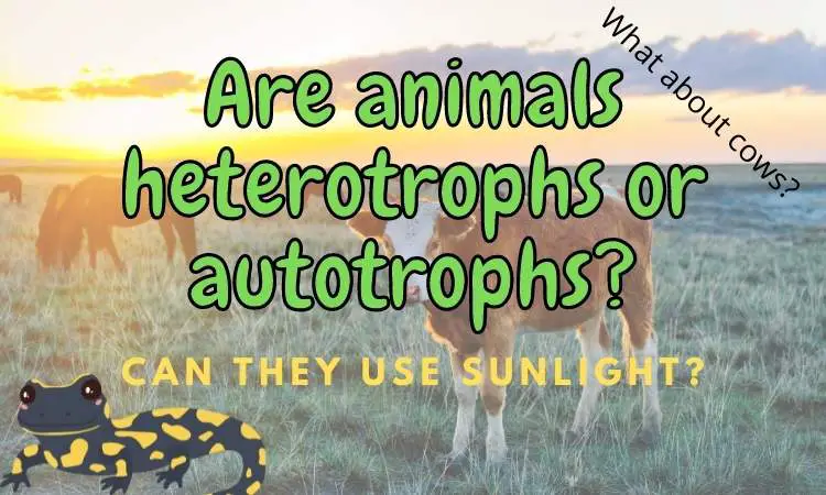 Are Animals Autotrophs or Heterotrophs (Can They Be Both?)