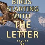 Birds Starting With the Letter G (Complete List!).