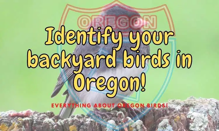 Identify backyard birds in Oregon! (All you need to know!)