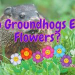Do Groundhogs Eat Flowers? (9 Ways to Prevent It!)