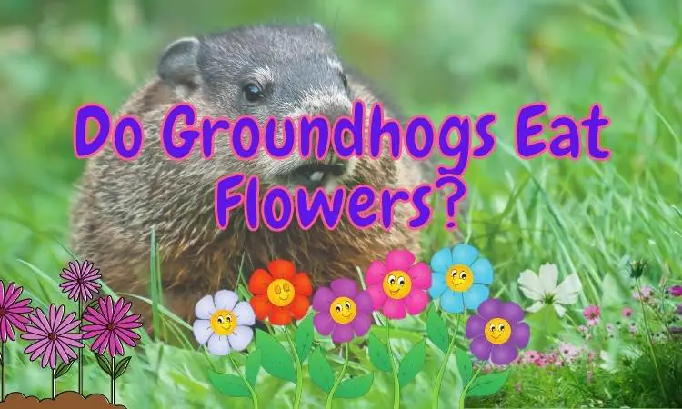 Do Groundhogs Eat Flowers? (9 Ways to Prevent It!)