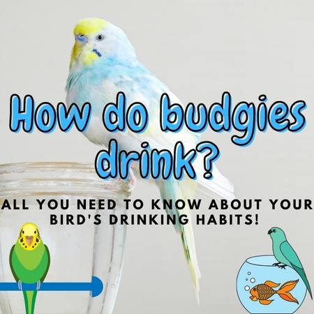 How Do Budgies Drink Water?