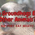 Do Groundhogs Eat Meat? (Will They Harm Pets?)