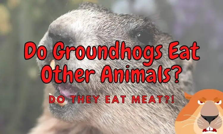 Do Groundhogs Eat Meat? (Will They Harm Pets?)