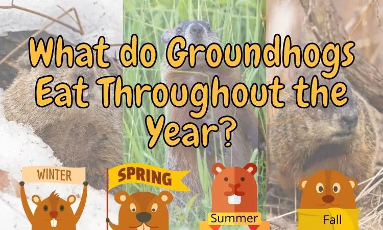 What do Groundhogs Eat Throughout the Year?