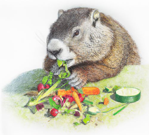 Groundhog eating veggies