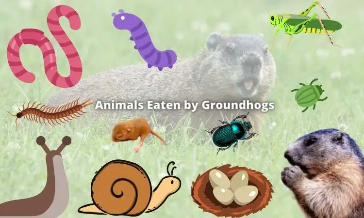 Do Groundhogs Eat Meat? (Will They Harm Pets?) – Outlife Expert