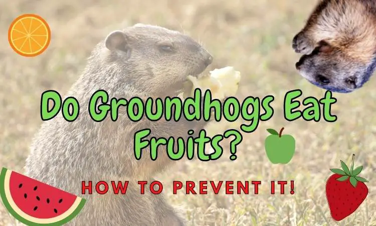 What fruits do groundhogs eat? (How to keep them away!)