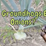 Do groundhogs eat onions? (How do you stop them?)