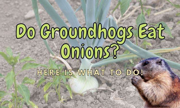 Do groundhogs eat onions? (How do you stop them?)