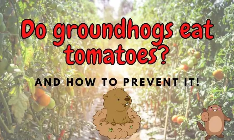Do Groundhogs Eat Tomatoes? (9 methods to keep them away!)