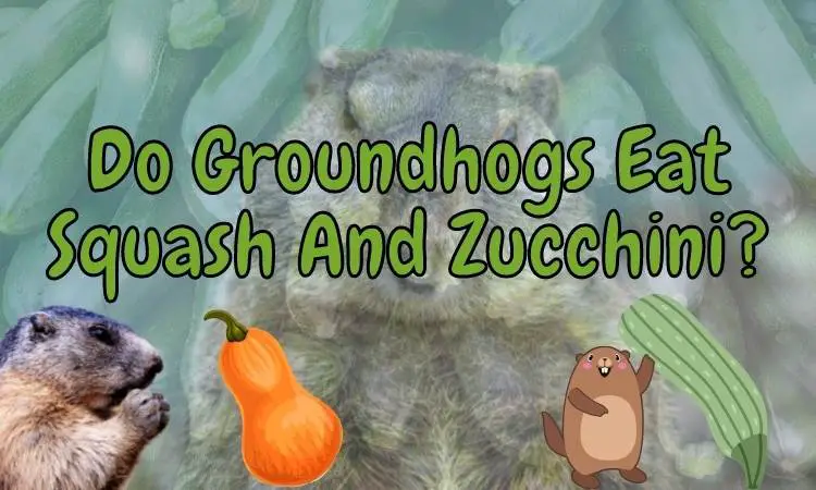 Do Groundhogs Eat Squash and Zucchini? (How to prevent it!)