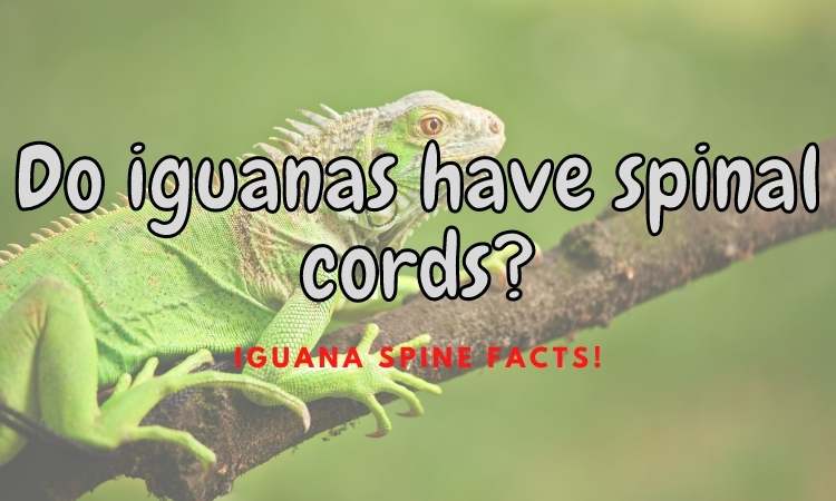 Do iguanas have spinal cords?