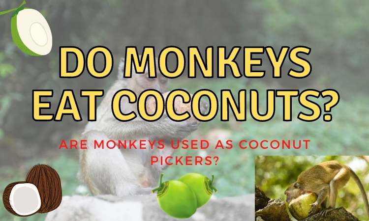 Do monkeys eat coconuts? (Which Ones Do?)