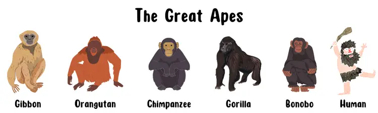 Monkey types chart