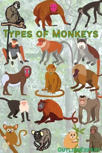 Types of Monkeys And Apes! (30+ Species, Diet and Habitat)