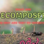 What are decomposers? (What do they eat?)