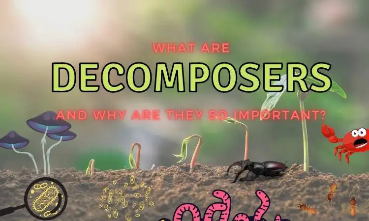 What are decomposers? (What do they eat?)