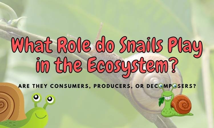 Is A Snails Decomposers? (What Do They Consume?)