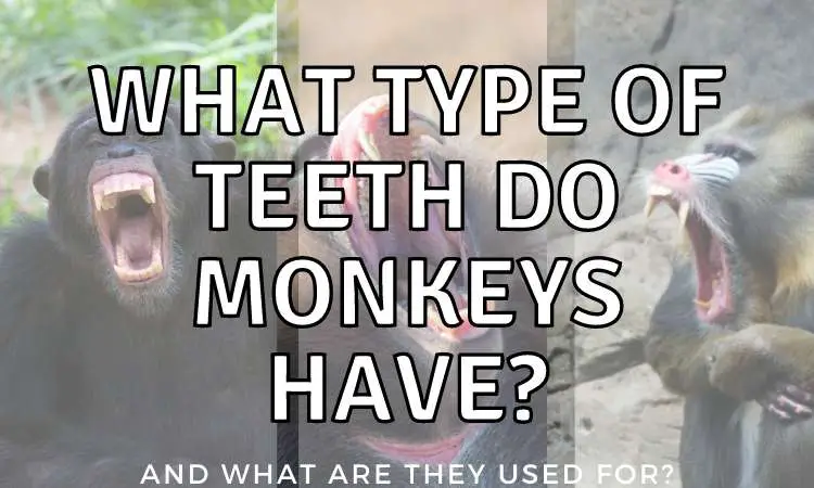 What type of teeth do monkeys have? (10 Monkey teeth facts!)