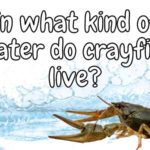In what kind of water do crayfish live?