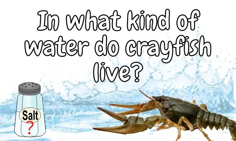 In what kind of water do crayfish live?