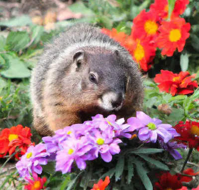 groundhog at Chrysanthemum flowers