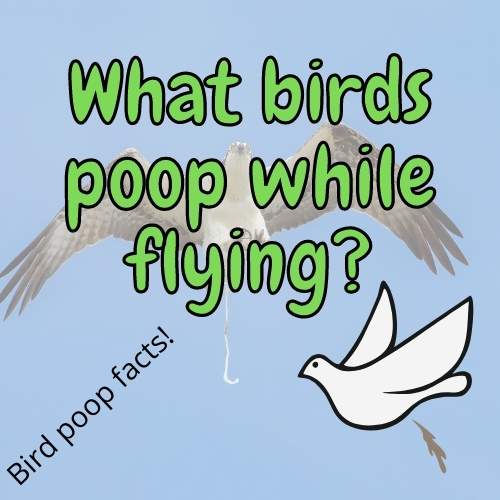 Do Birds Poop While Flying? (+ Other cool bird poop facts!)