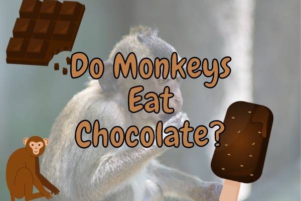 Do Monkeys Eat Chocolate? (Answered!)