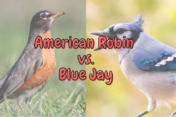 Do Robins Attack Other Birds? (Who Wins?)