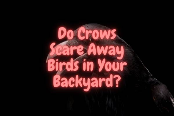 Do Crows Scare Away Other Birds? (Do They Eat Them?)