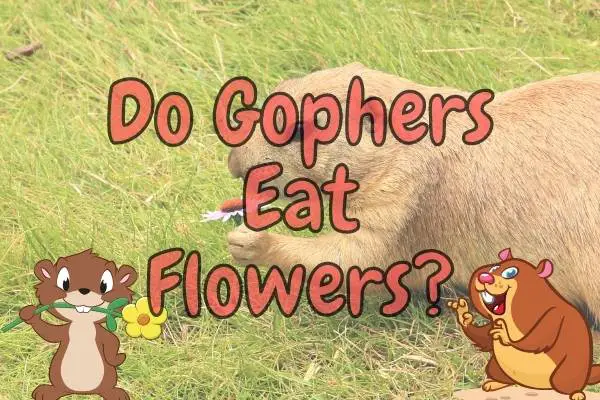 Do Gophers Eat Flowers (Which Flowers are Safe?)