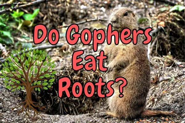 Do Gophers Eat The Roots Of Plants And Trees? (What To Do?)