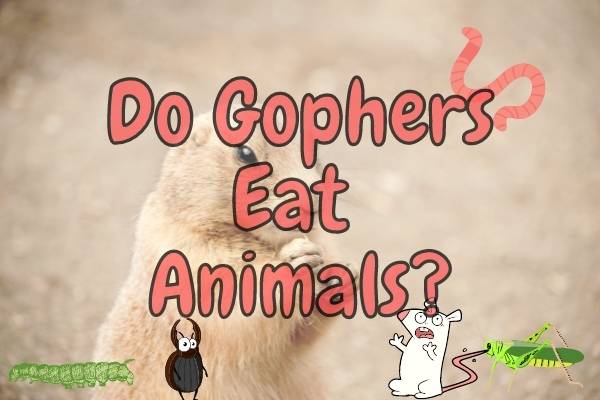Do Gophers Eat Meat – Do They eat Mice?