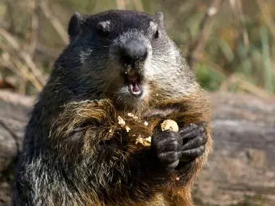 Do Groundhogs Eat Human Foods? (Is it Good for Them?) – Outlife Expert