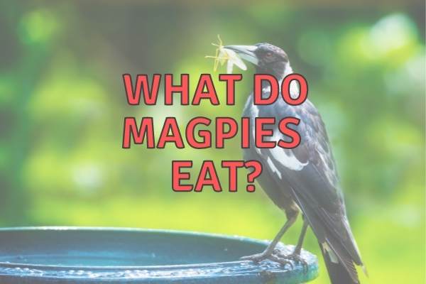 What Do Magpies and Their Babies Eat?
