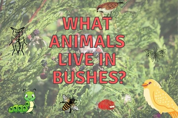 What Animals Live in Bushes? (Answered With Examples!)