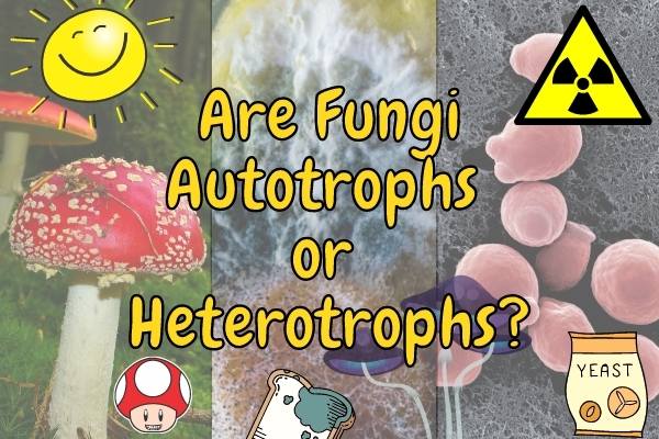 Are Fungi Autotrophs or Heterotrophs