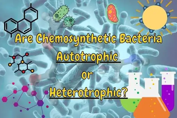 Are chemosynthetic bacteria autotrophic or heterotrophic? (Answered and Explained!)