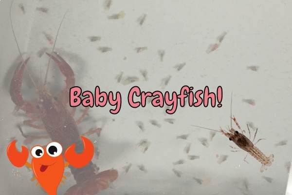 Baby Crayfish – 20 Facts And Careguide!