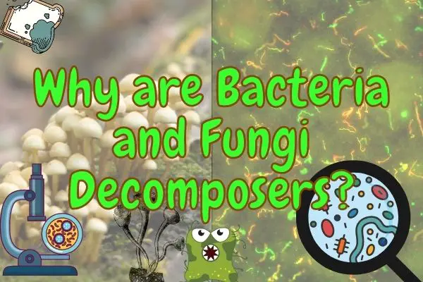 Why Are Bacteria and Fungi Decomposers? (How, What and Why!)